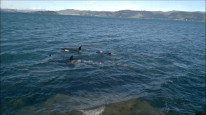Orca at Point Halswell, Wellington