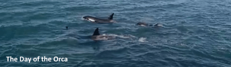 orca-banner-2